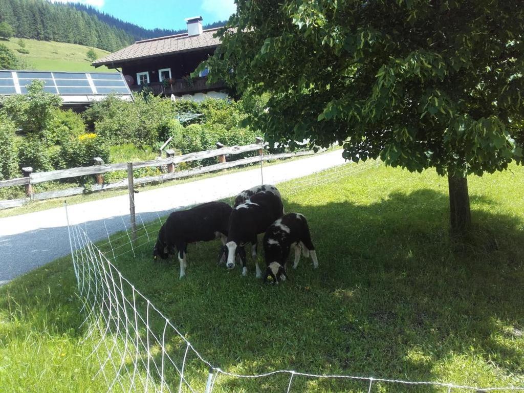 Apartmán Neudegghof Eben Im Pongau Exteriér fotografie